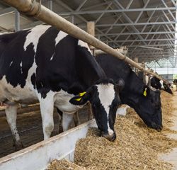  Dairy Cow Health Monitoring